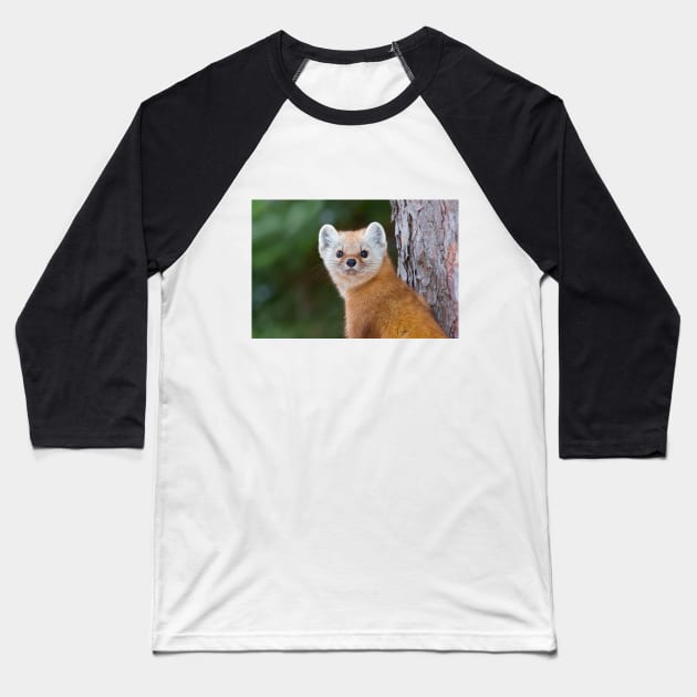 Pine Marten - Algonquin Park Baseball T-Shirt by Jim Cumming